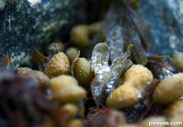 Kelp between the rocks